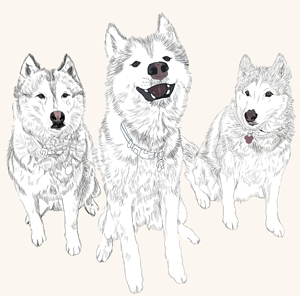 Huskies